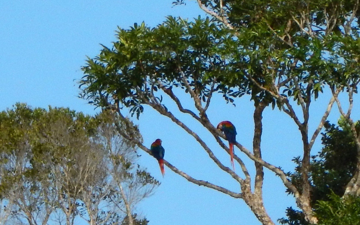 Nuits au carbet kourou guyane